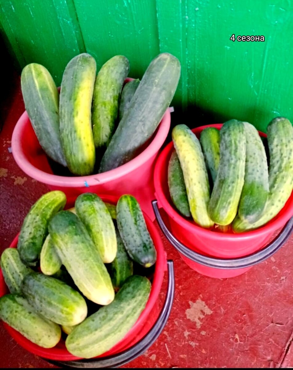 Домашние огурчики