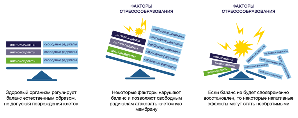 Источник: Aurosseeu (2002) Рис1. Баланс между антиоксидантами и свободными радикалами