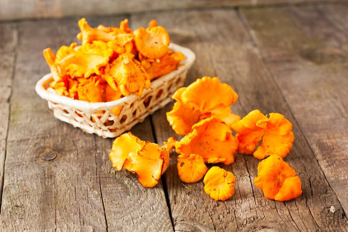 Чирвивые лисичка. Лисичка с сыром. Чирвивые лисичка. Чипсы с грибами лисичками. Животные в лесу.