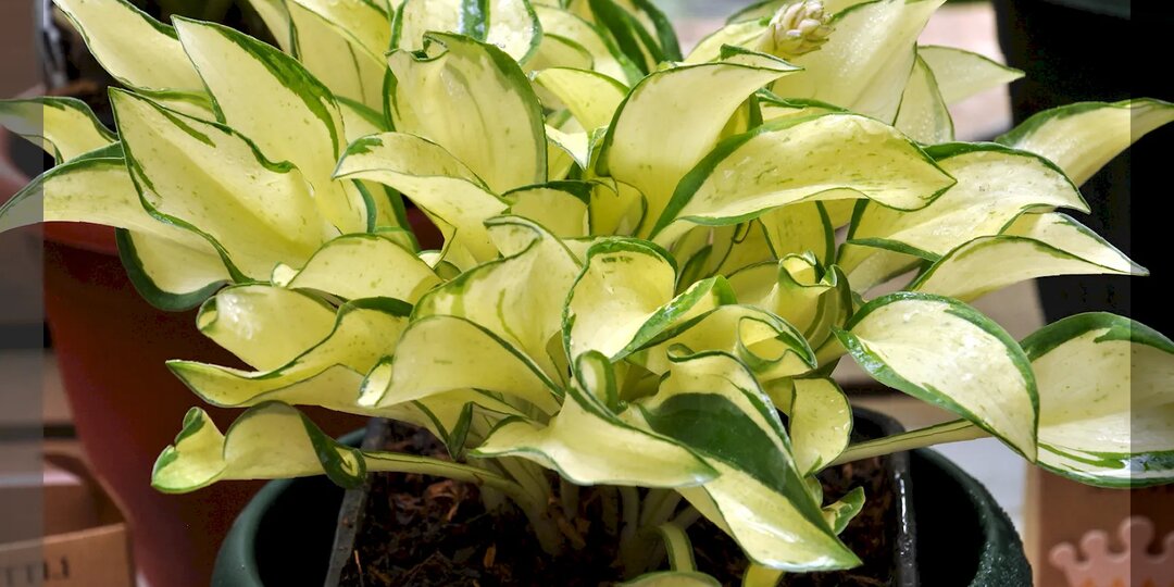 Хосты которые вырастят даже новички: полтора десятка необычных и неприхотливых сортов хост для малоуходного сада