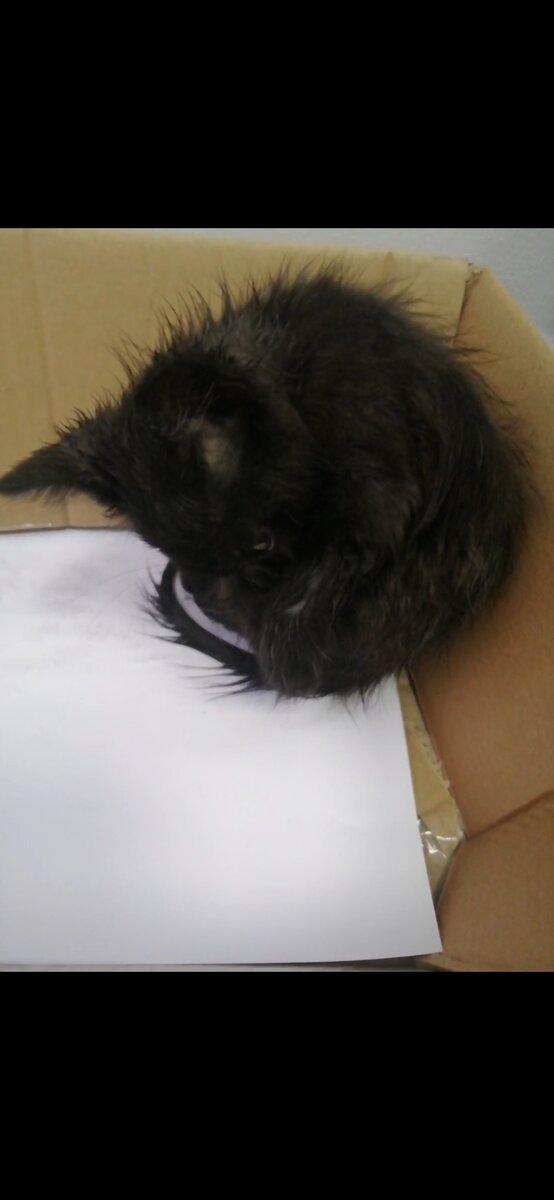 Несчастный котёнок