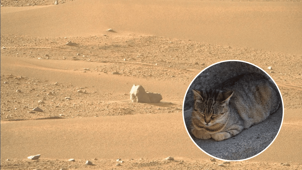 Фотографии Марса. Кот Марс. Котик на Марсе. Снимки с марсохода 2022. Кот дремот в реальной жизни