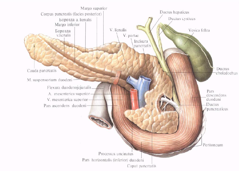 Головка поджелудочной железы. Протоки головки поджелудочной железы. Поджелудочная железа рисунок. Резекция головки поджелудочной железы.