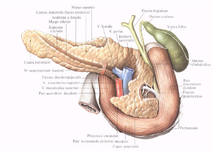 Головка поджелудочной железы. Протоки головки поджелудочной железы. Поджелудочная железа рисунок. Резекция головки поджелудочной железы. Расширен проток поджелудочной