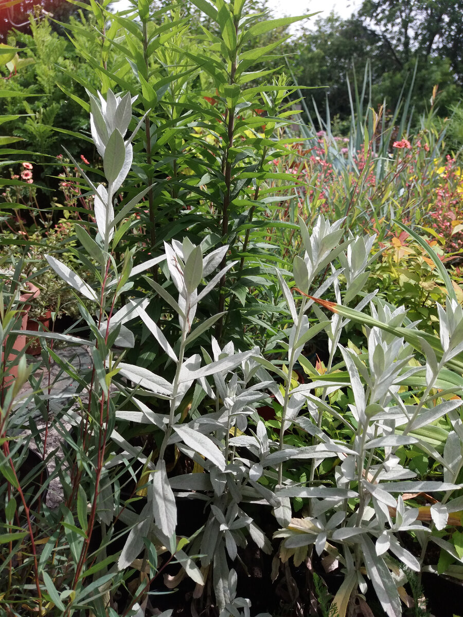 Полынь Пурша высотой до 60 см. с удлинёнными цельными серебристыми листьями  красиво выделяется на фоне соседних растений или сама становится отличным фоном.