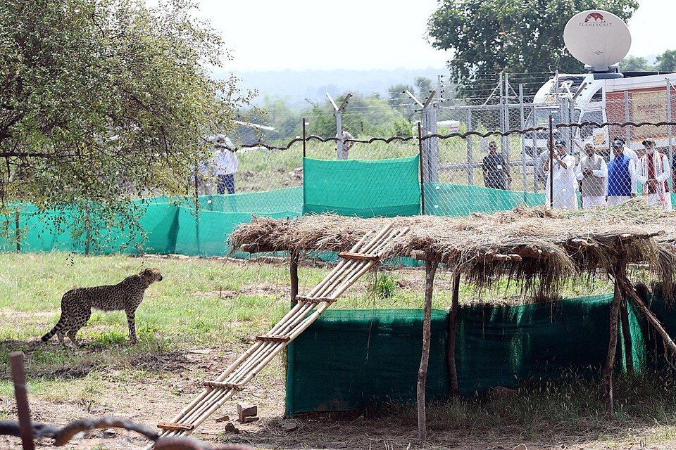     Индия импортирует из Африки живых гепардов  REUTERS