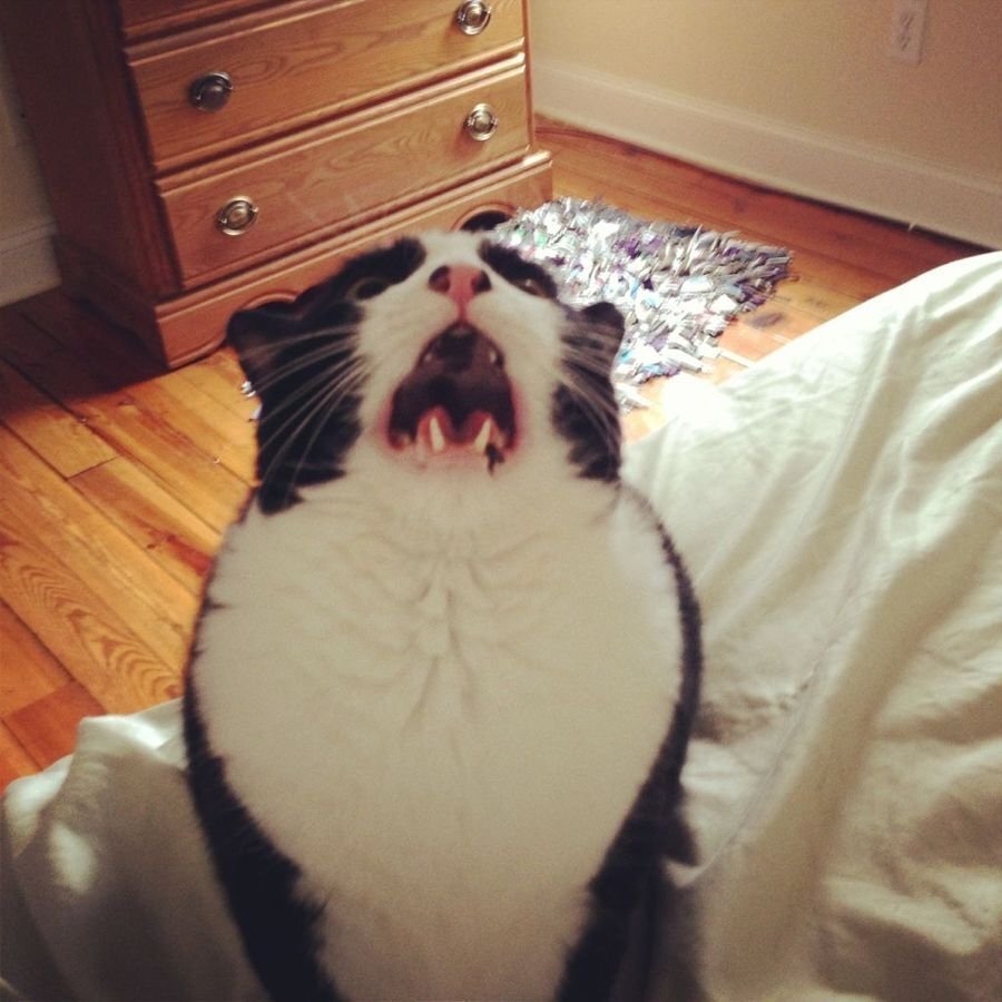 Источник: https://kotello.ru/foto-smeshnyih-kotov/