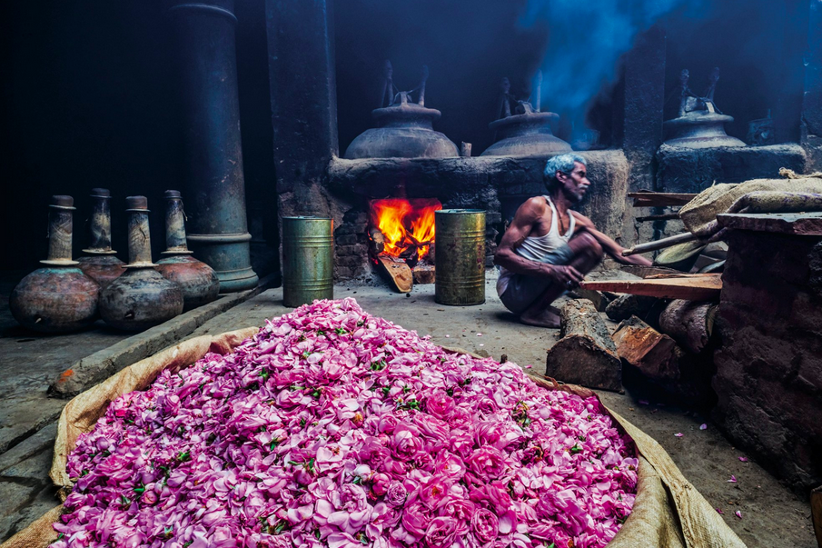 В компании M.L. Ramnarain Perfumers в Каннаудже, Индия, только что сорванные розовые лепестки используют  для производства традиционного растительного парфюма, который называется аттар. Фото: Туул и Бруно Моранди