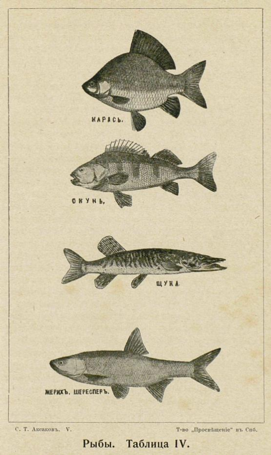 Иллюстрация к «Запискам об уженье рыбы» С.Т. Аксакова (Собр. соч., 1910, т. 5.)
