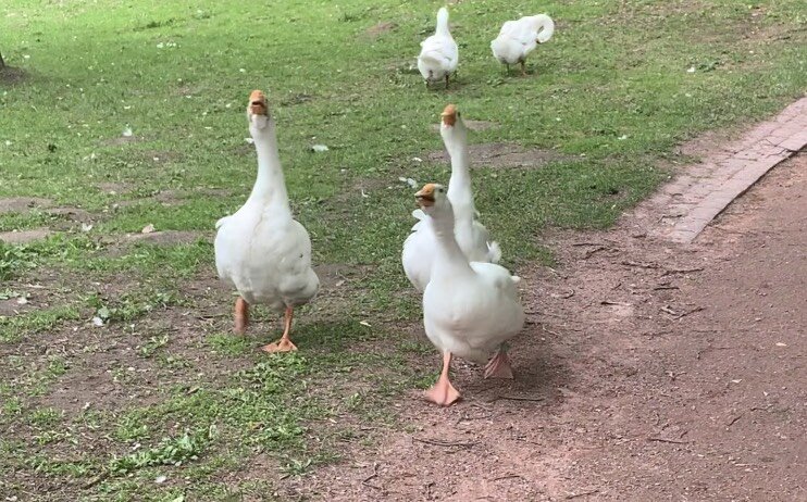 …А домашние гуси глядели в след своим сродникам, глядели с грустью и тревогой. Как не им, было знать, тяжел будет путь от родины.