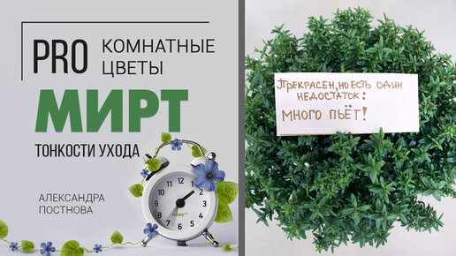 Растение для дома - Мирт. Секреты ухода | Как вырастить миртовое дерево дома без особых хлопот