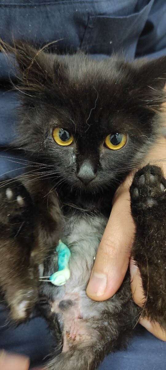 Буся нашипела на куратора, и размурлыкалась на руках врача. Вот такая милая и эмоциональная малышка. Все её очень любят в клинике. 