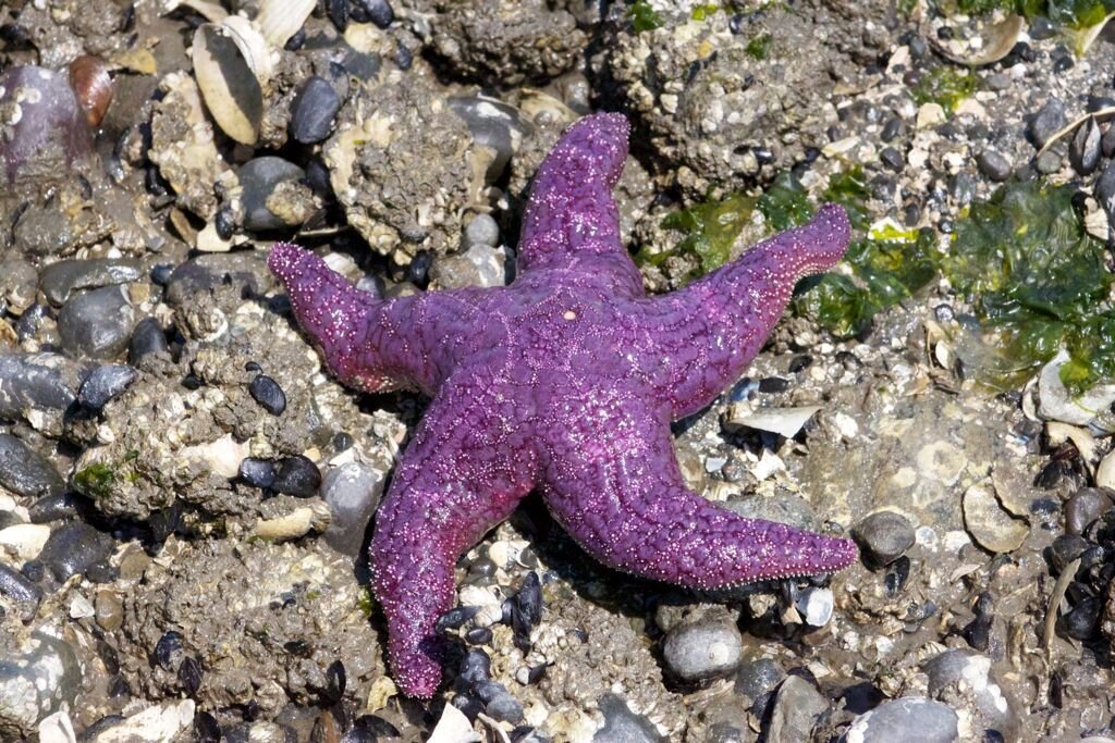 Морское беспозвоночное животное 7 букв. Самана морские звезды. Новорожденные морские звезды. Фиолетовая морская звезда японское море. Морская звезда в Турции.