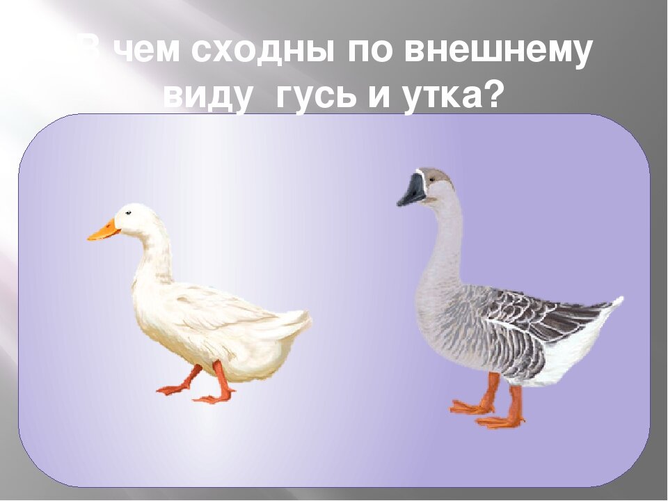 Гусь утка гибрид