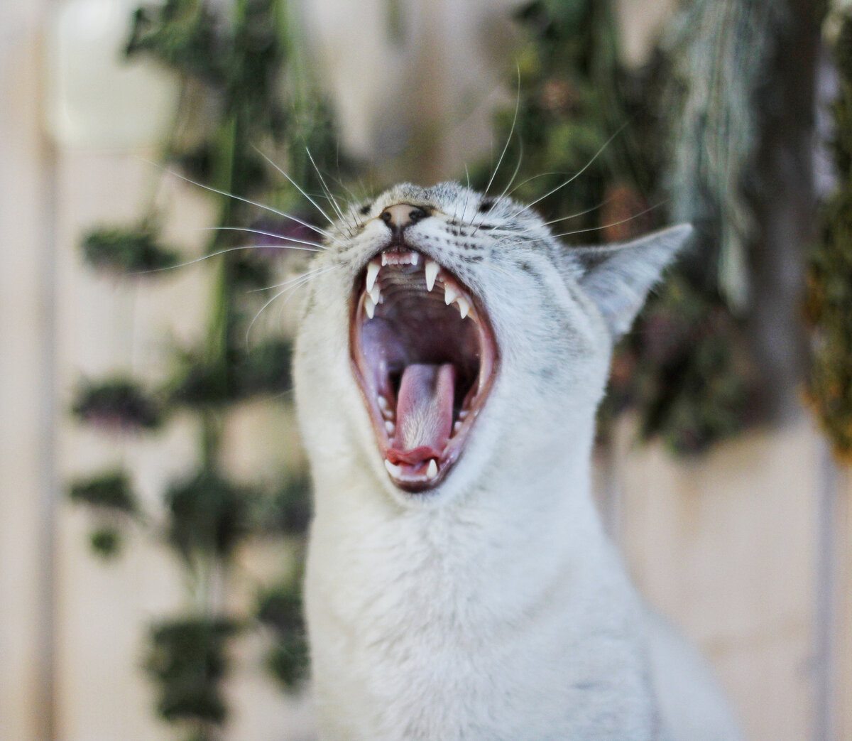 Кошка совсем молодая оказалась, до года