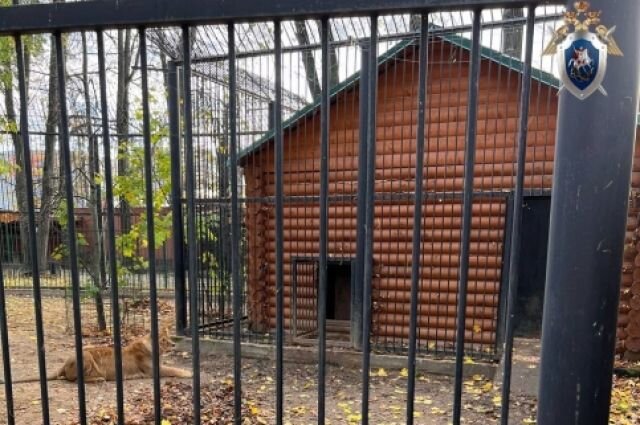    Как себя чувствует женщина, на которую напал лев в нижегородском зоопарке?