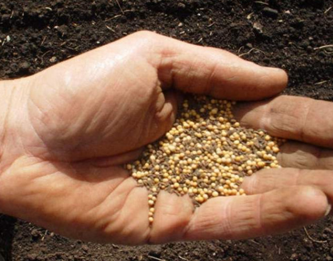 Фотография взята из источника vosadu-li-vogorode.ru