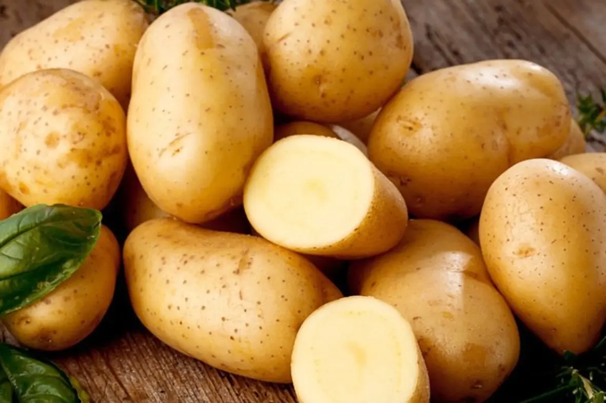 сорт картофеля синеглазка (ганнибал). картофель апрель. картофель синеглазка посадочный материал. картофель отварной. вареная картошка.