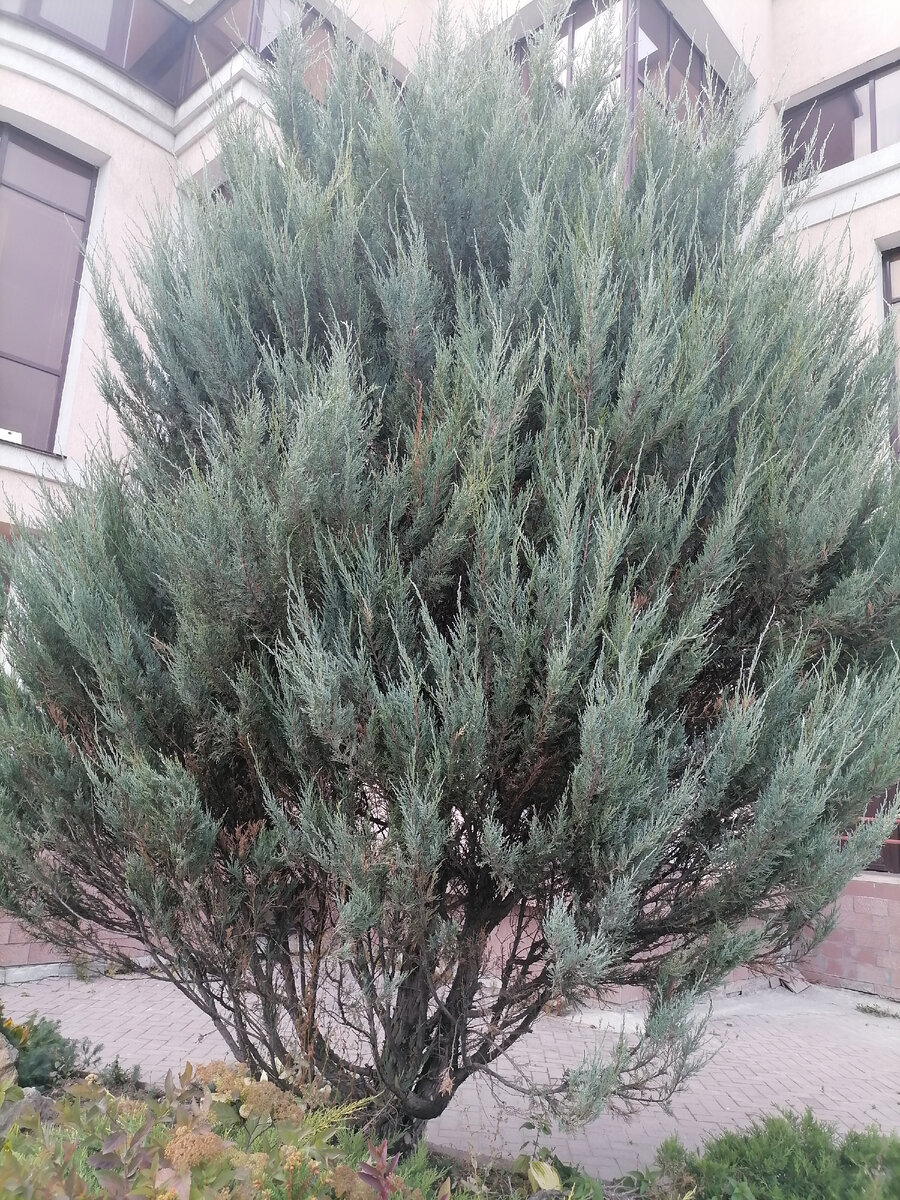 Можжевельник скальный. Фото автора 