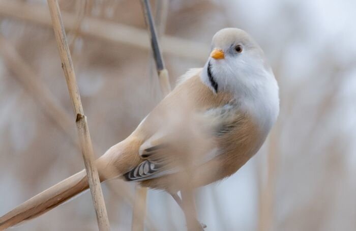    Антон Кубышкин / "Птицы СПб и России" / "ВКонтакте"