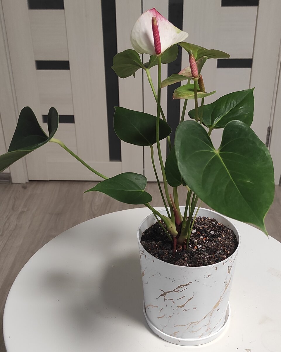 самый крупненький