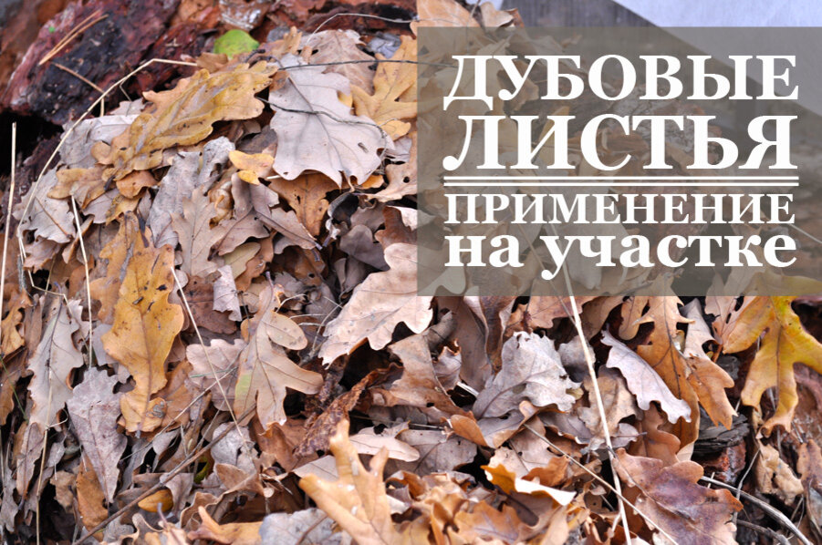 Листья дуба помогают бороться с вредителями и гнилями на растениях