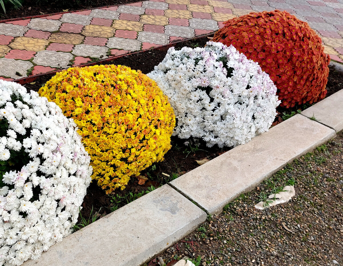 Дубки цветы (152 фото)