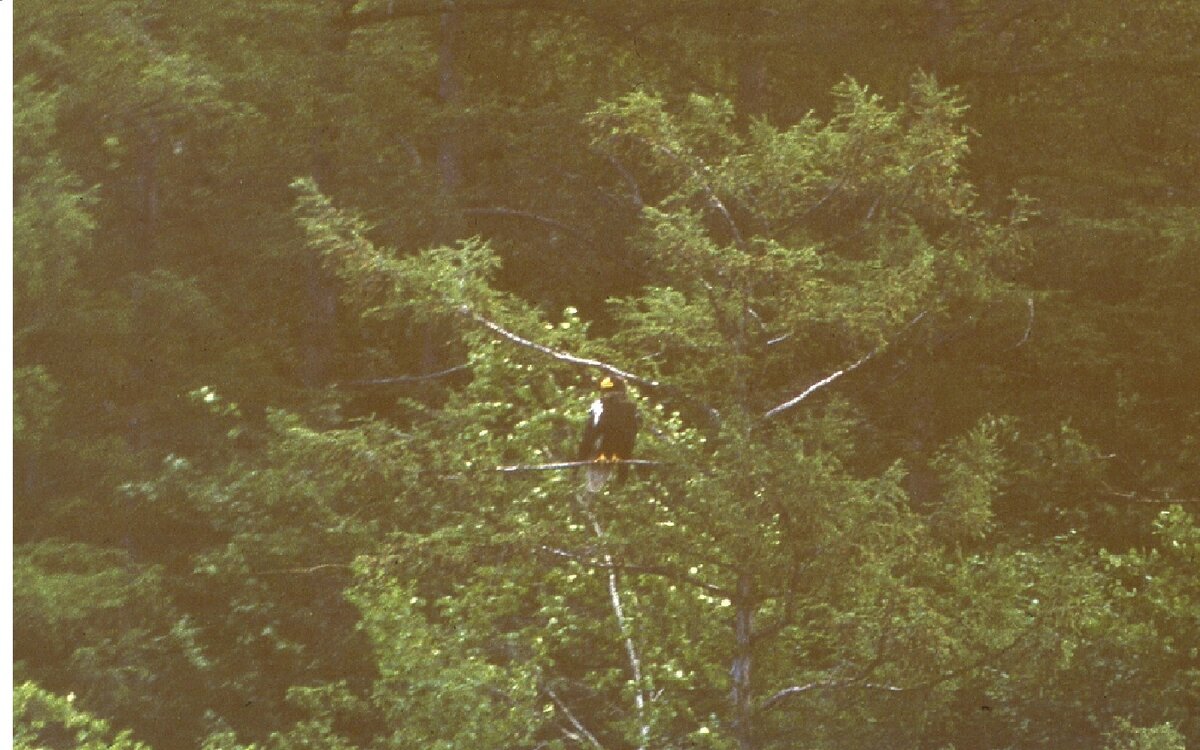 Белоплечий орлан на берегу озера Орель в 1983 г.