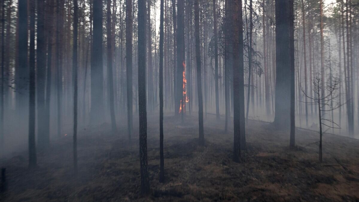    Природные пожары© РИА Новости / Илья Тимин