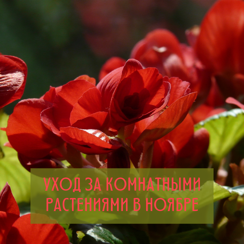 Какой уход необходим для зимнего выживания комнатных растений
