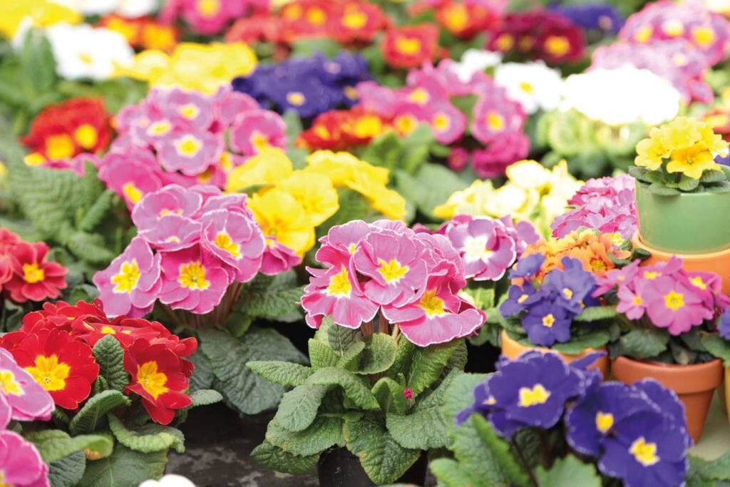 Примула. Фото используется с сайта vsegda-pomnim.com