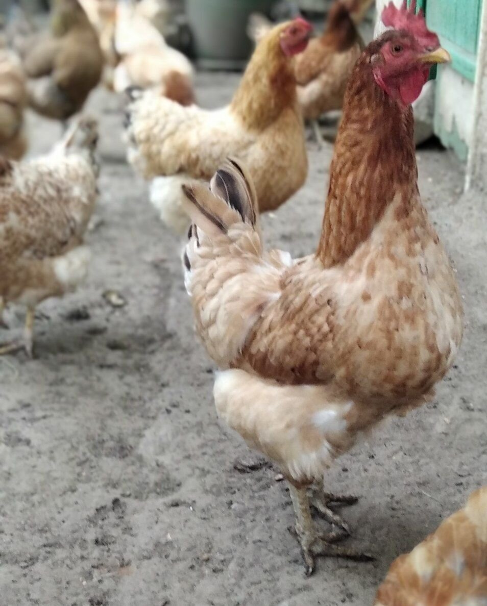 Семки есть? А если найду? 