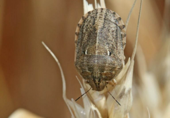    В Оренбуржье в 2023 году ожидается увеличение численности клопа вредной черепашки Кристина Просвиркина