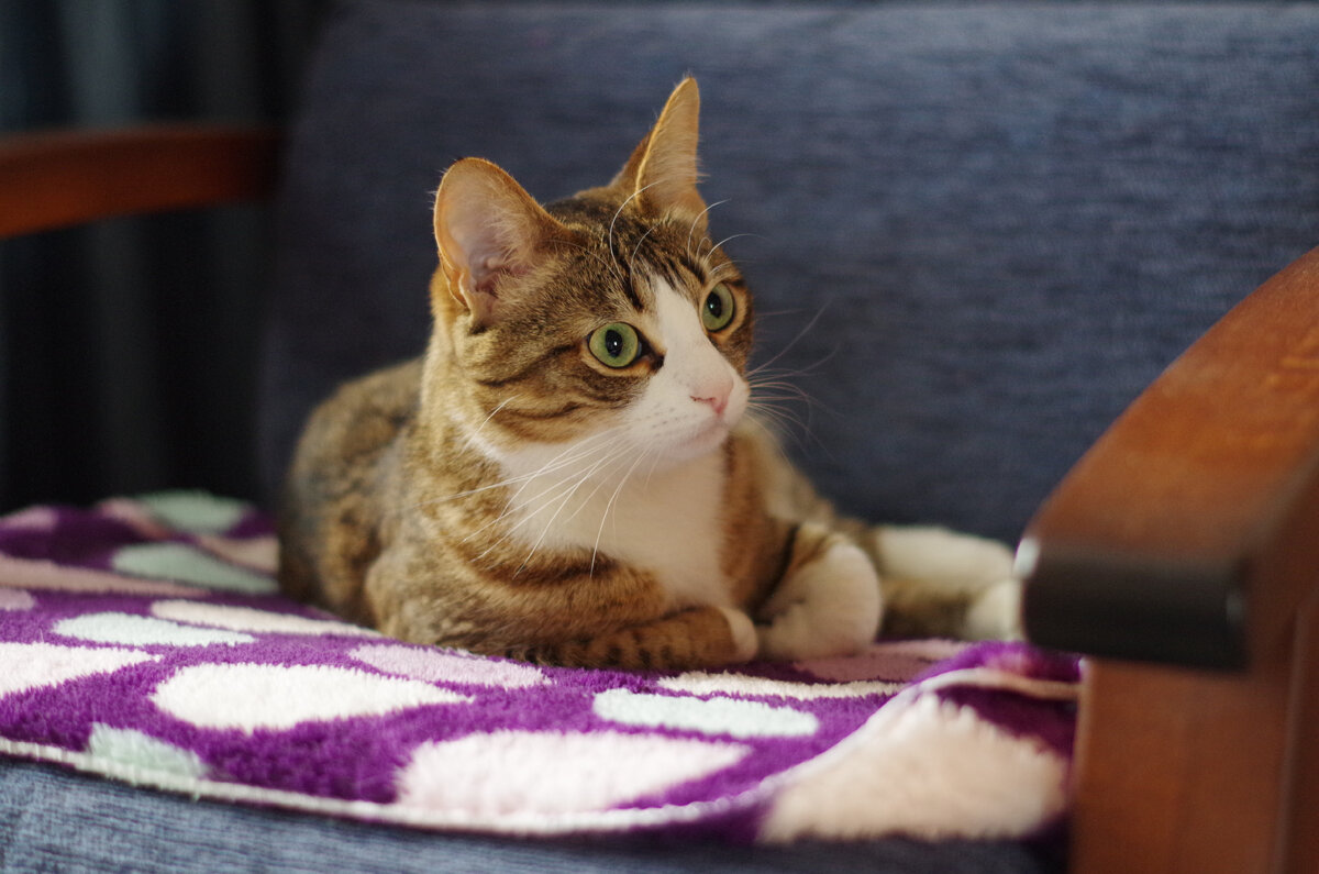 Любимое место Калинды в кресле. Фотография из личного архива