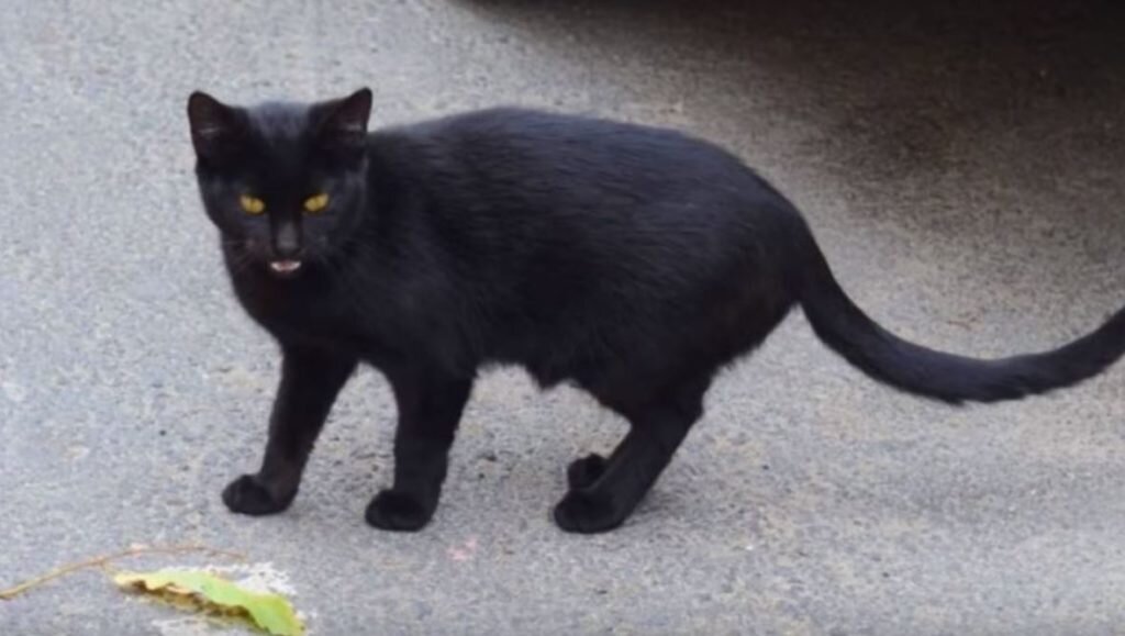 Источник фото: https://kittencatpost.com/news/the-cat-make-screeching-noises/