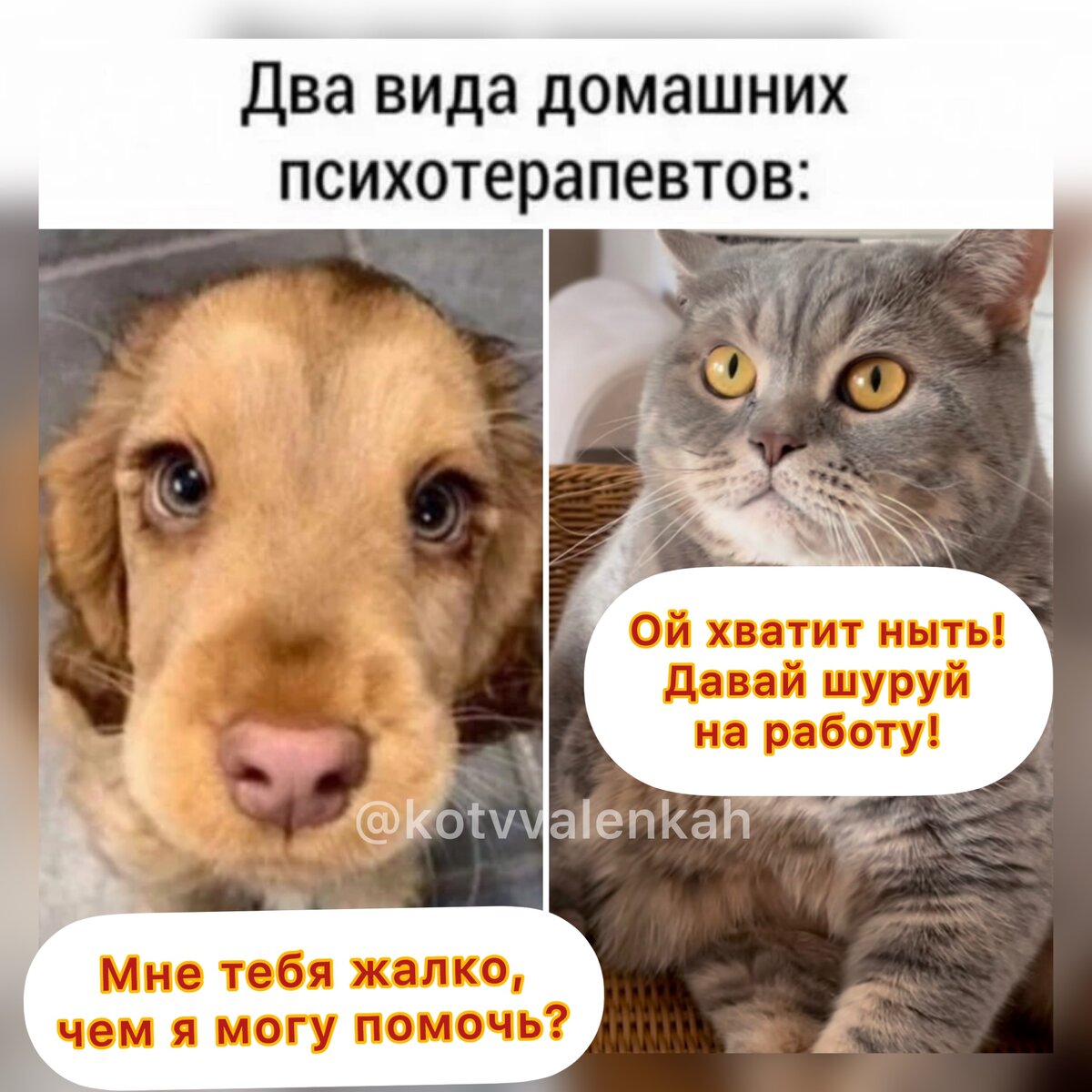 Начало зимы..Мемы тепла 😻 | Кот в валенках Марсель | Дзен