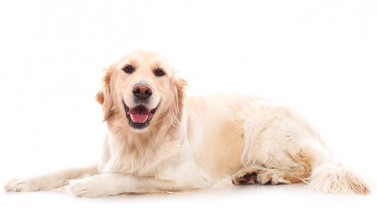 Золотистый ретривер - порода очень умных и ласковых собак, добрых и спокойных «Фото разработано Freepik»