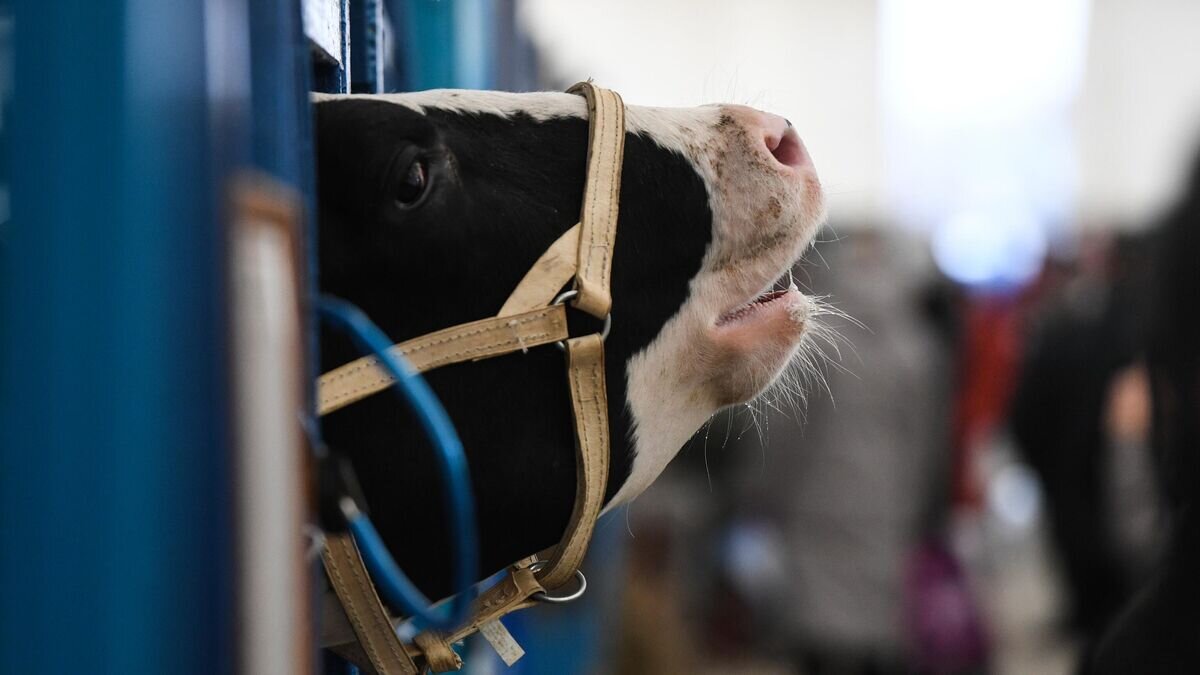    Корова на выставке племенных животных "Сила Сибири - 2022" в рамках Новосибирского агропродовольственного форума© РИА Новости / Александр Кряжев