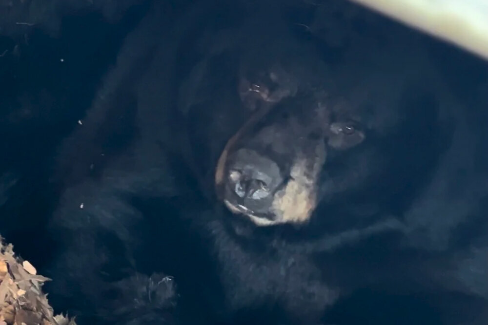     Фото: Vinny Dashukewich