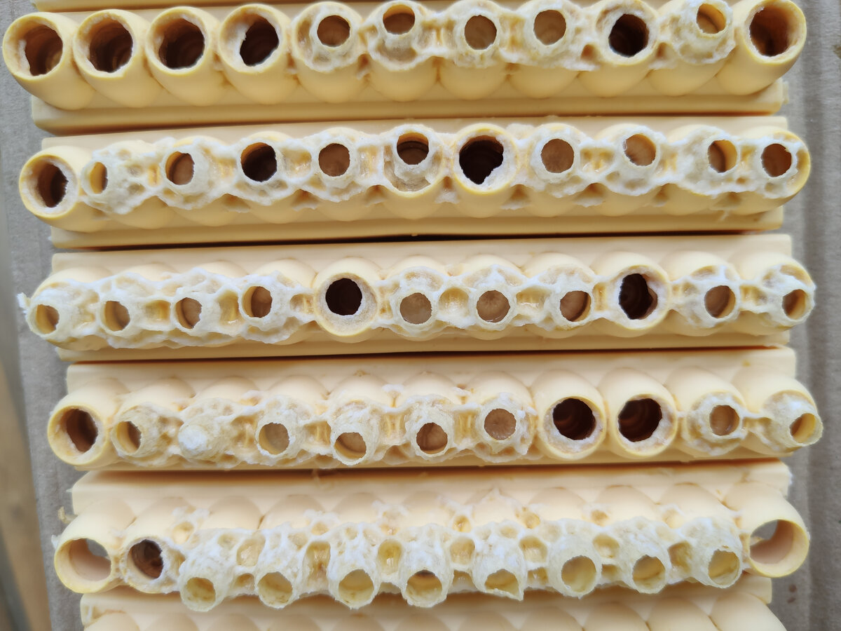 Маточники с маточным молочком и личинками будущих пчелиных маток