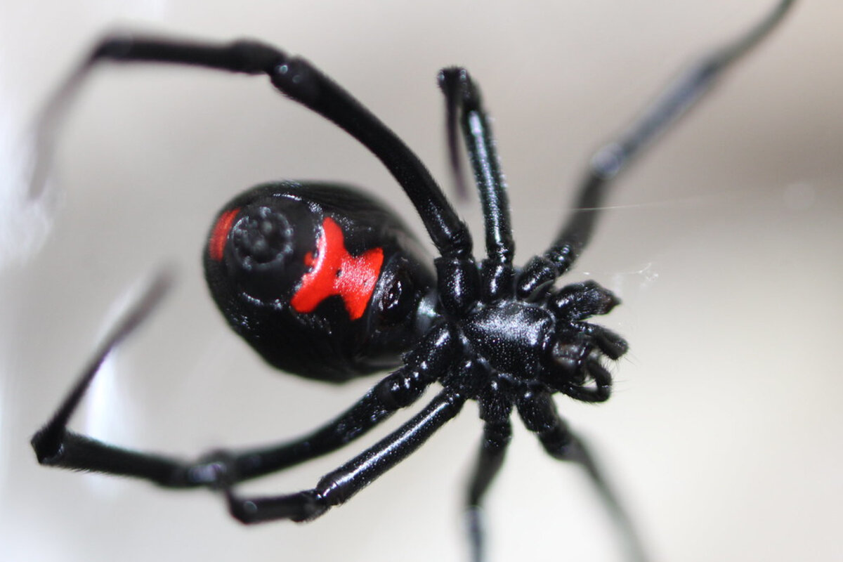 Про черную вдову. Черная вдова паук. Каракурт паук. Latrodectus mactans чёрная вдова. Паук Каракурт Кубанский.