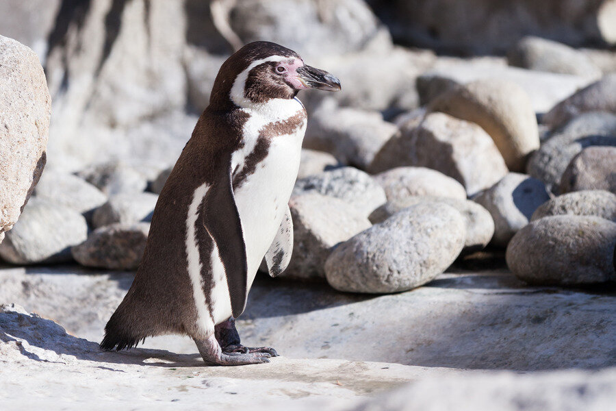 <a href="https://ru.freepik.com/free-photo/humboldt-penguin-on-stones_1469352.htm#query=%D0%BF%D0%B8%D0%BD%D0%B3%D0%B2%D0%B8%D0%BD&position=11&from_view=search&track=sph">Изображение от bearfotos</a> на Freepik