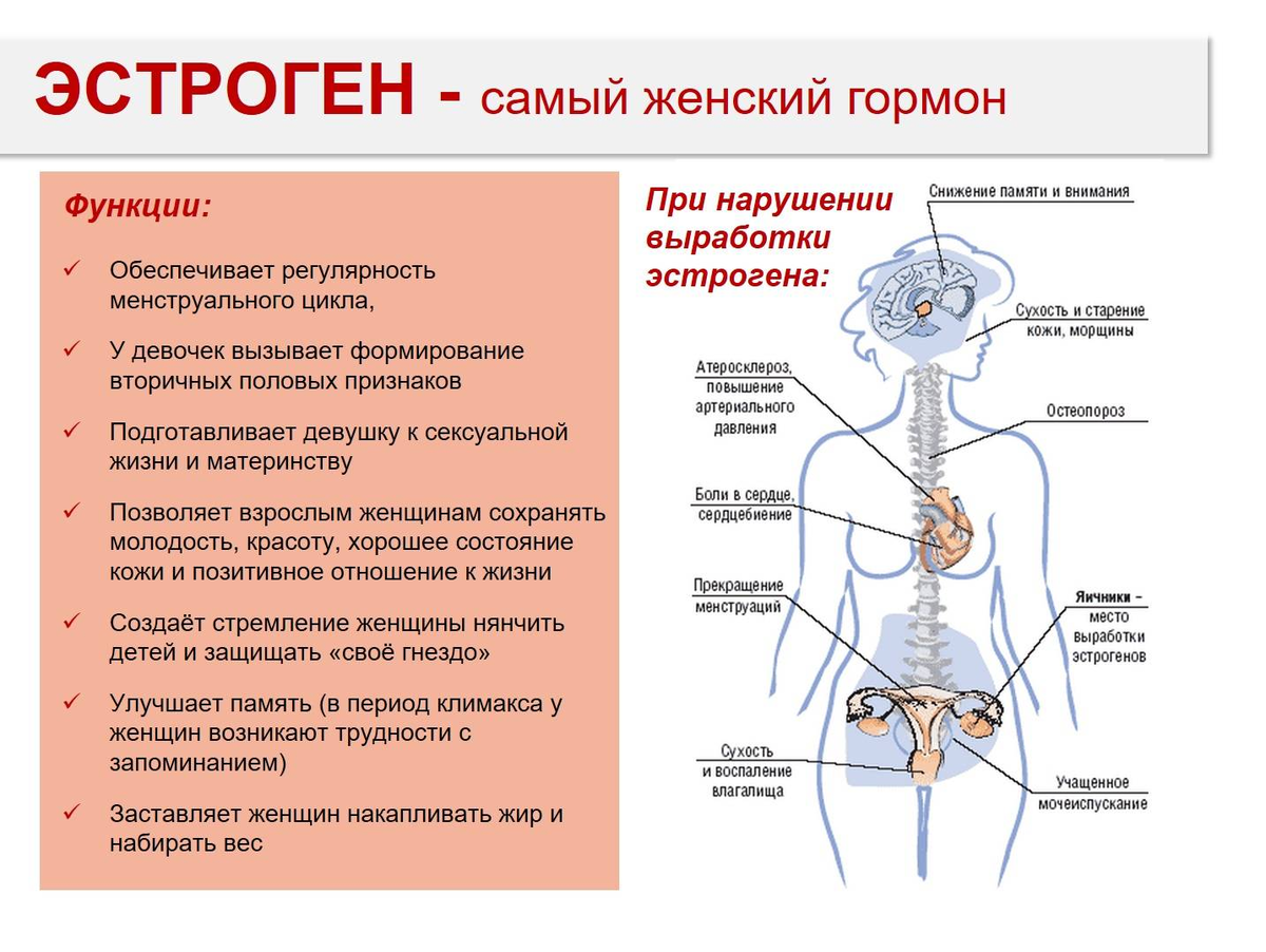 Как работает либидо?