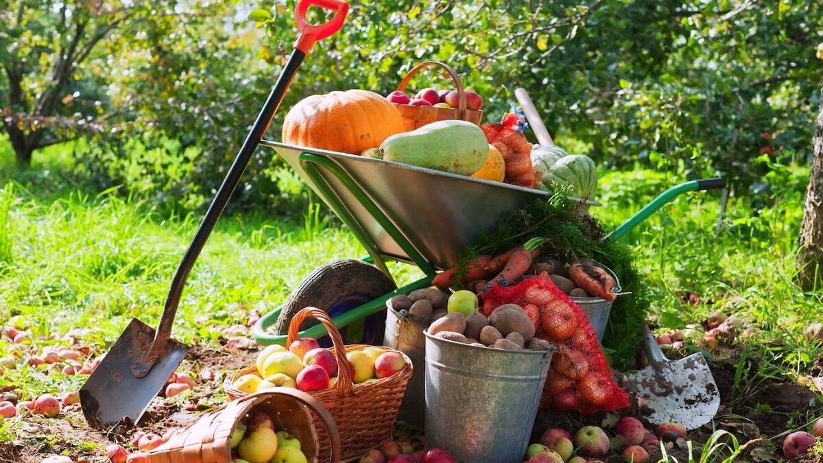    Как правильно выращивать овощи