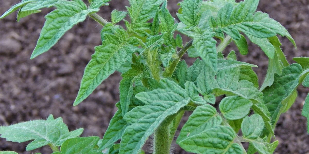 Огородники, вот Вы точно не знали этого, про ТОМАТЫ и РАССАДУ! Сам был удивлен. Рассказываю в чем дело