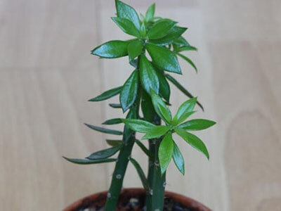 Растение переския: особенности ухода за листовым кактусом