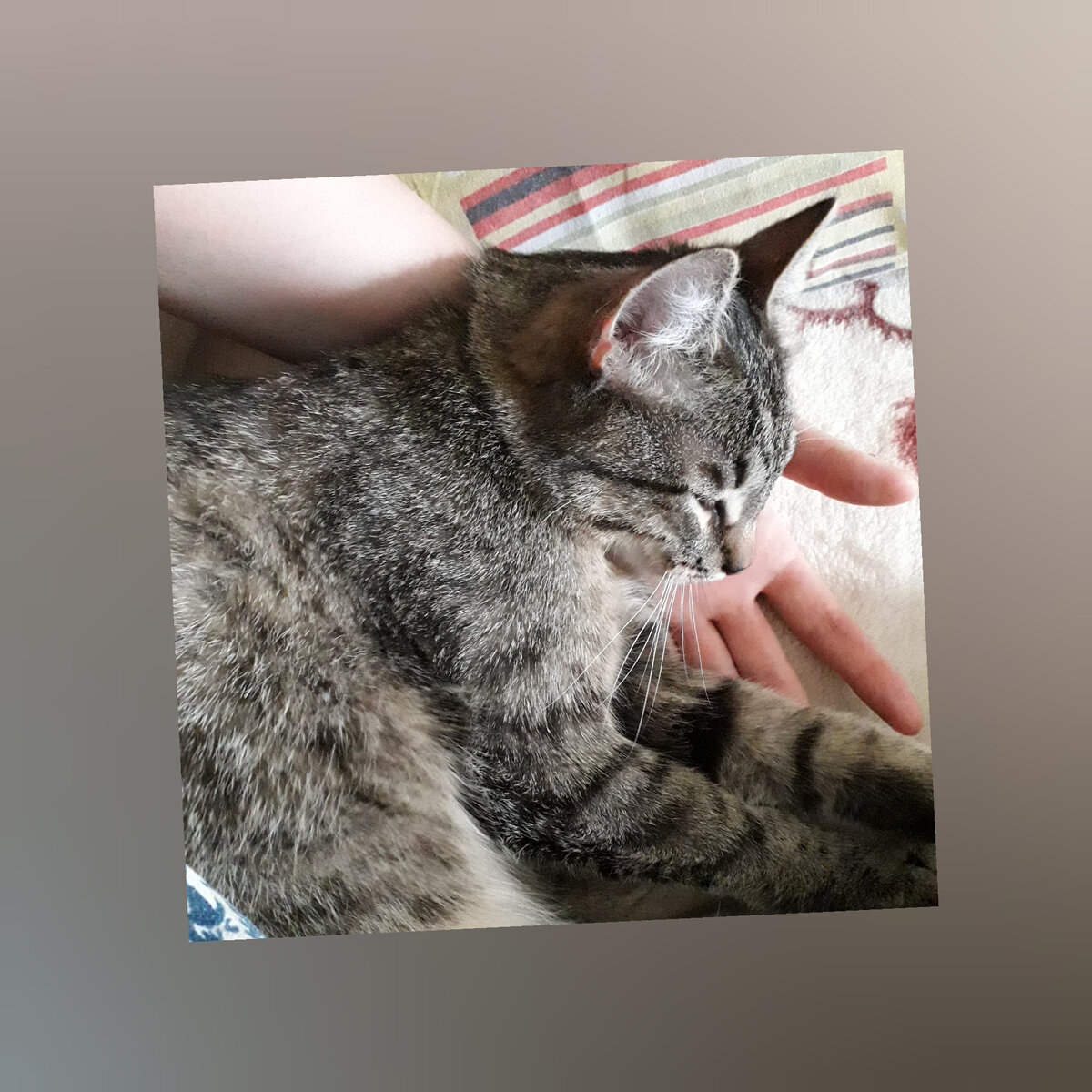 На фото - мой Рысик 