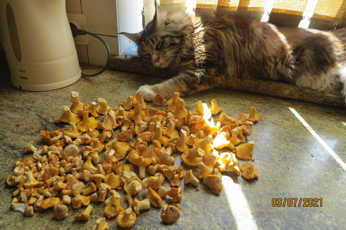 Фото автора.немногочисленные лисички охраняет Муся.