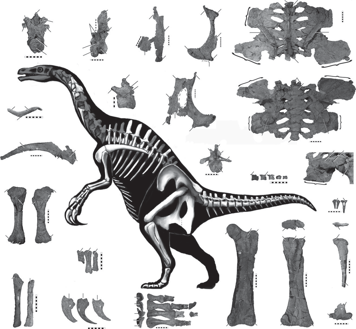 2 часть динозавра. Suzhousaurus Megatherioides. Нотроних динозавр. Сузозавр динозавр. Фалкарий динозавр.