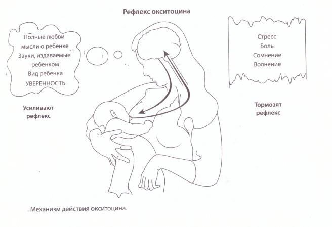 Окситоцин выделяется в процессе кормления